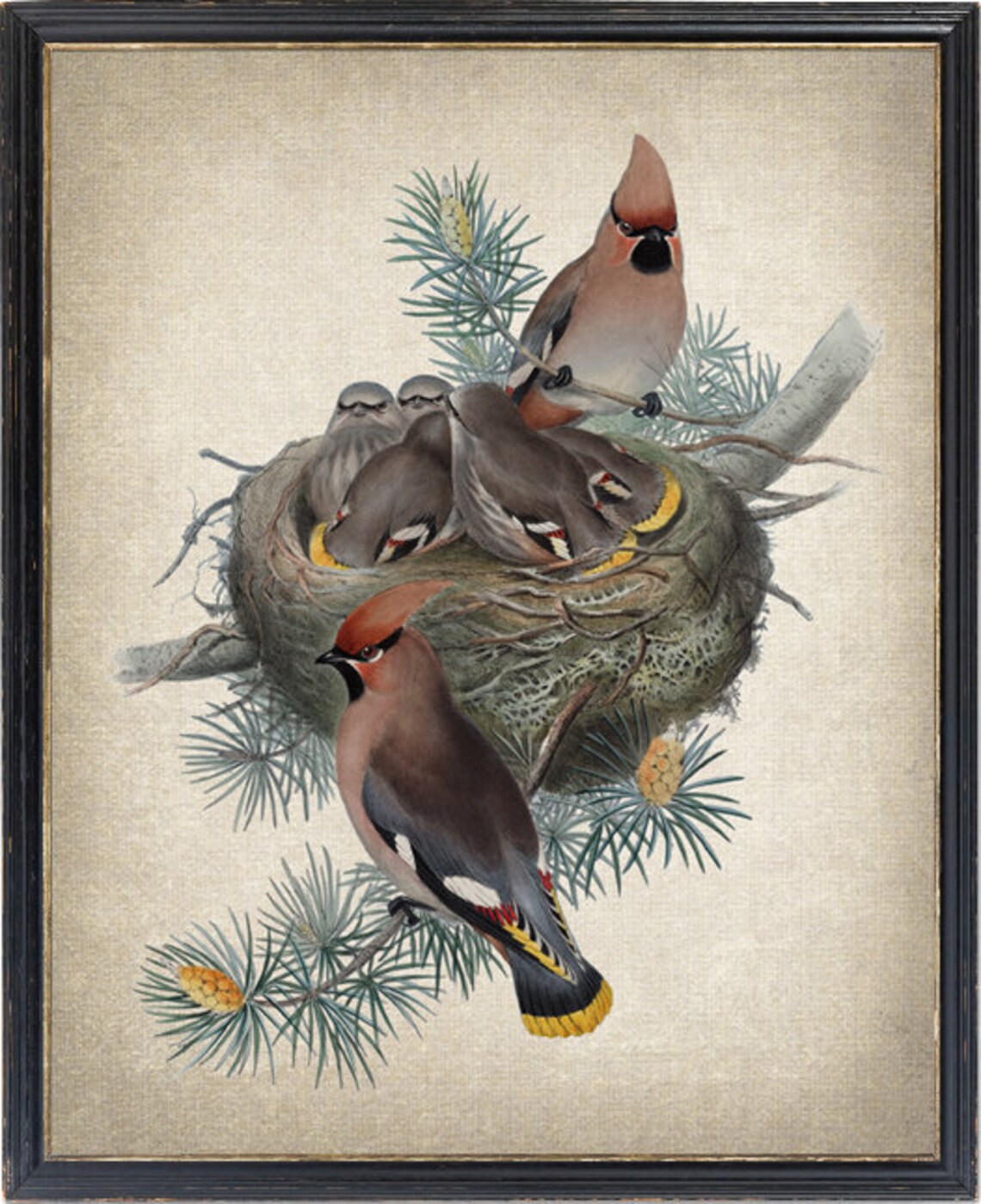 Bohemian Waxwing Birds Vintage Illustration Art Print