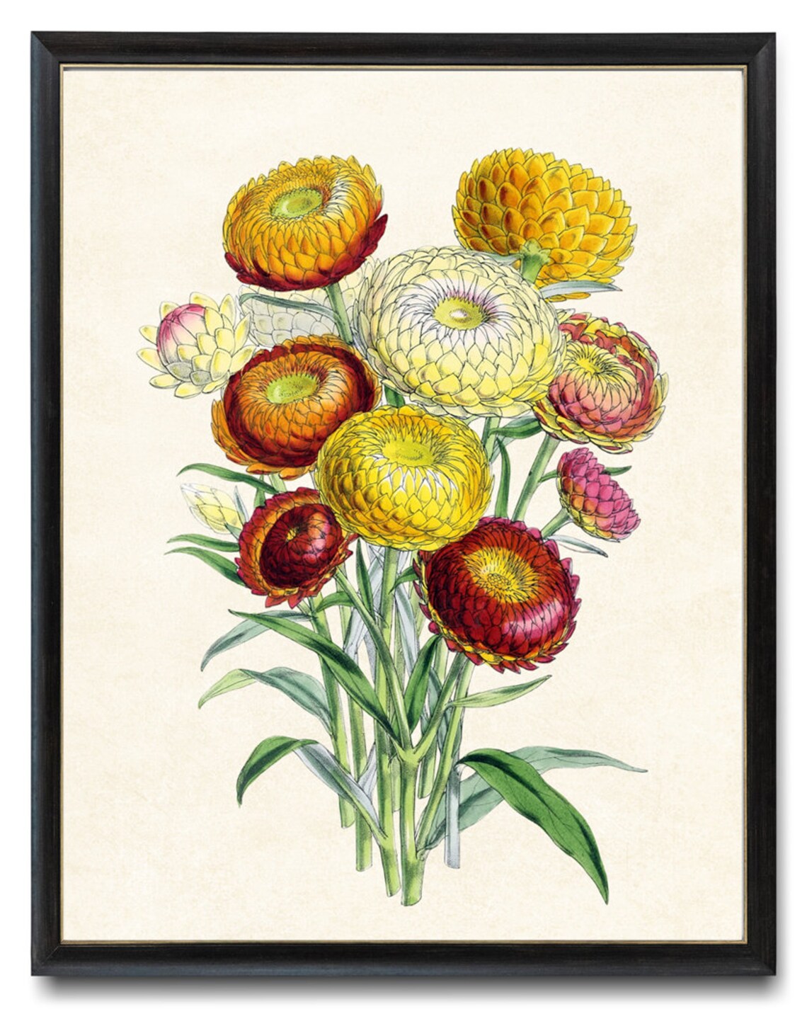 Everlasting Strawflower Bouquet Vintage Floral Botanical Art Poster