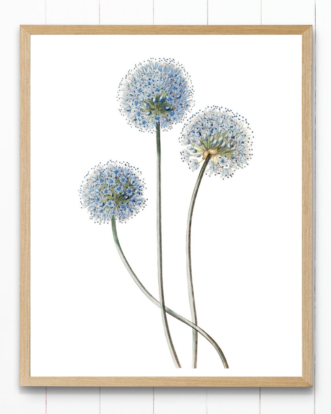 Blue Flowering Allium Caeruleum Vintage Art Print - Image 4