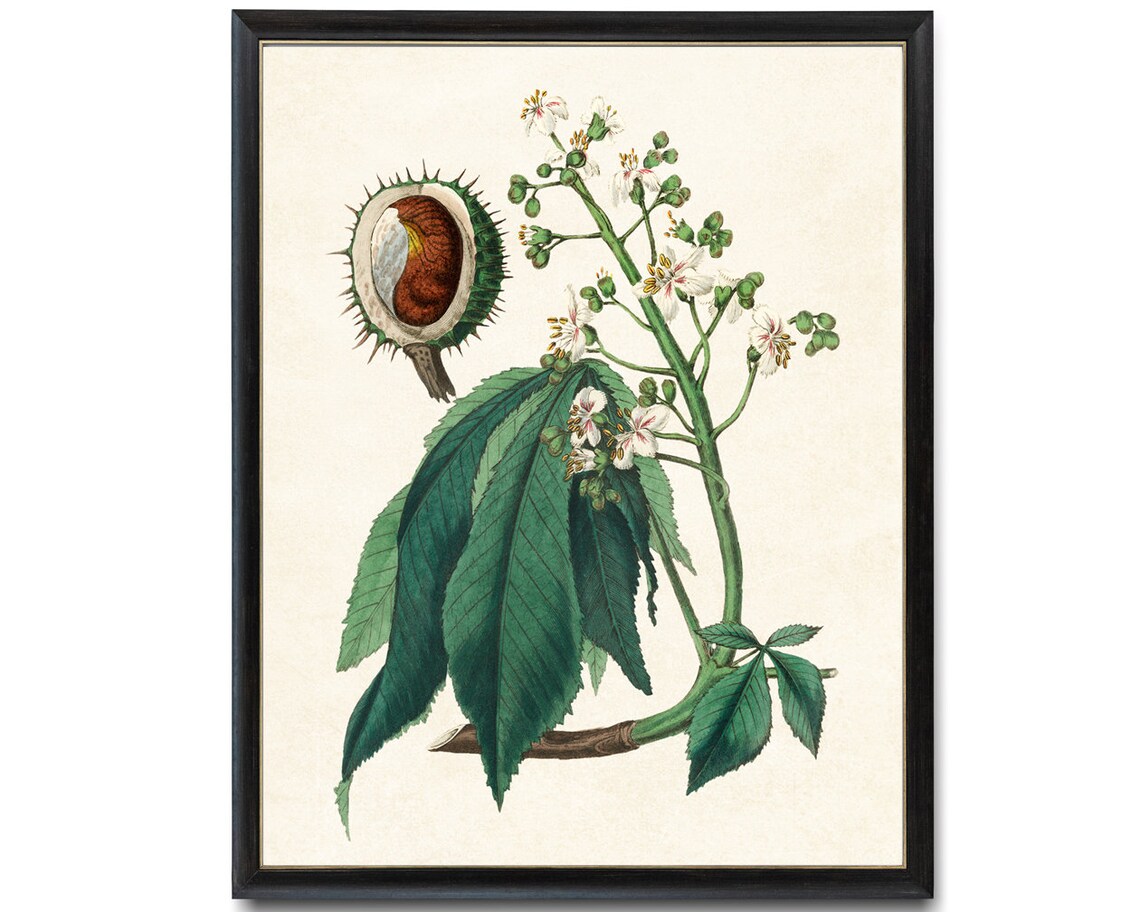 European Horse Chestnut Vintage Botanical Art Print