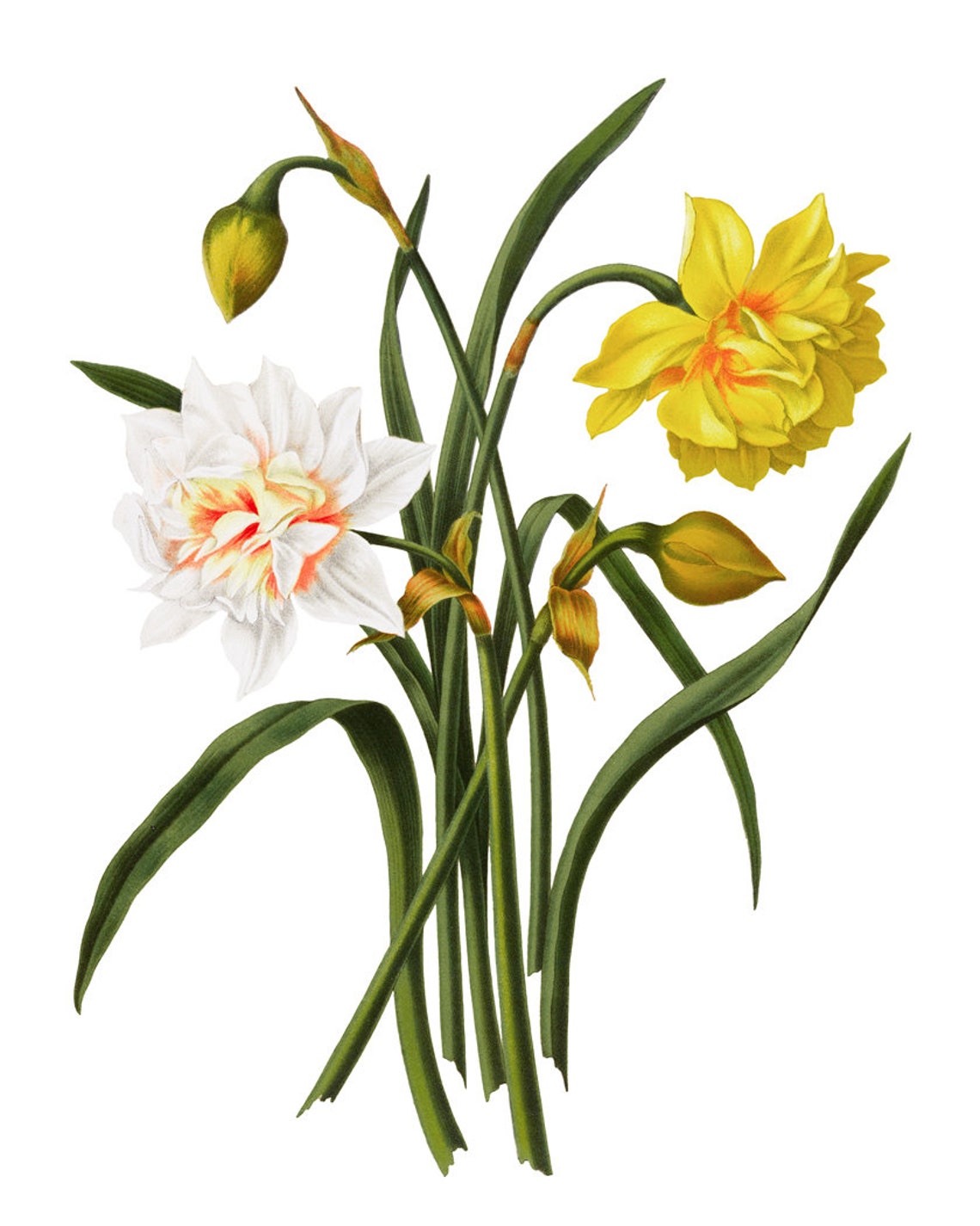 Double Narcissus Hybrids Yellow White Vintage Botanical Poster - Image 2