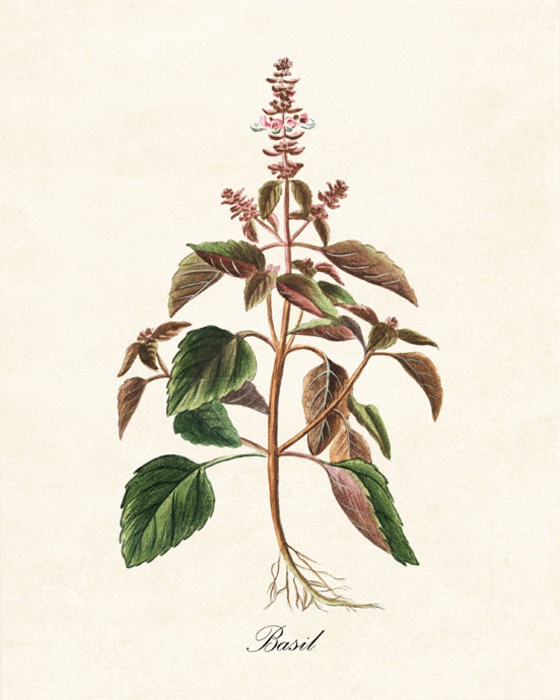 Basil Herb Antique Illustration, Kitchen Botanical Art Print - Image 2