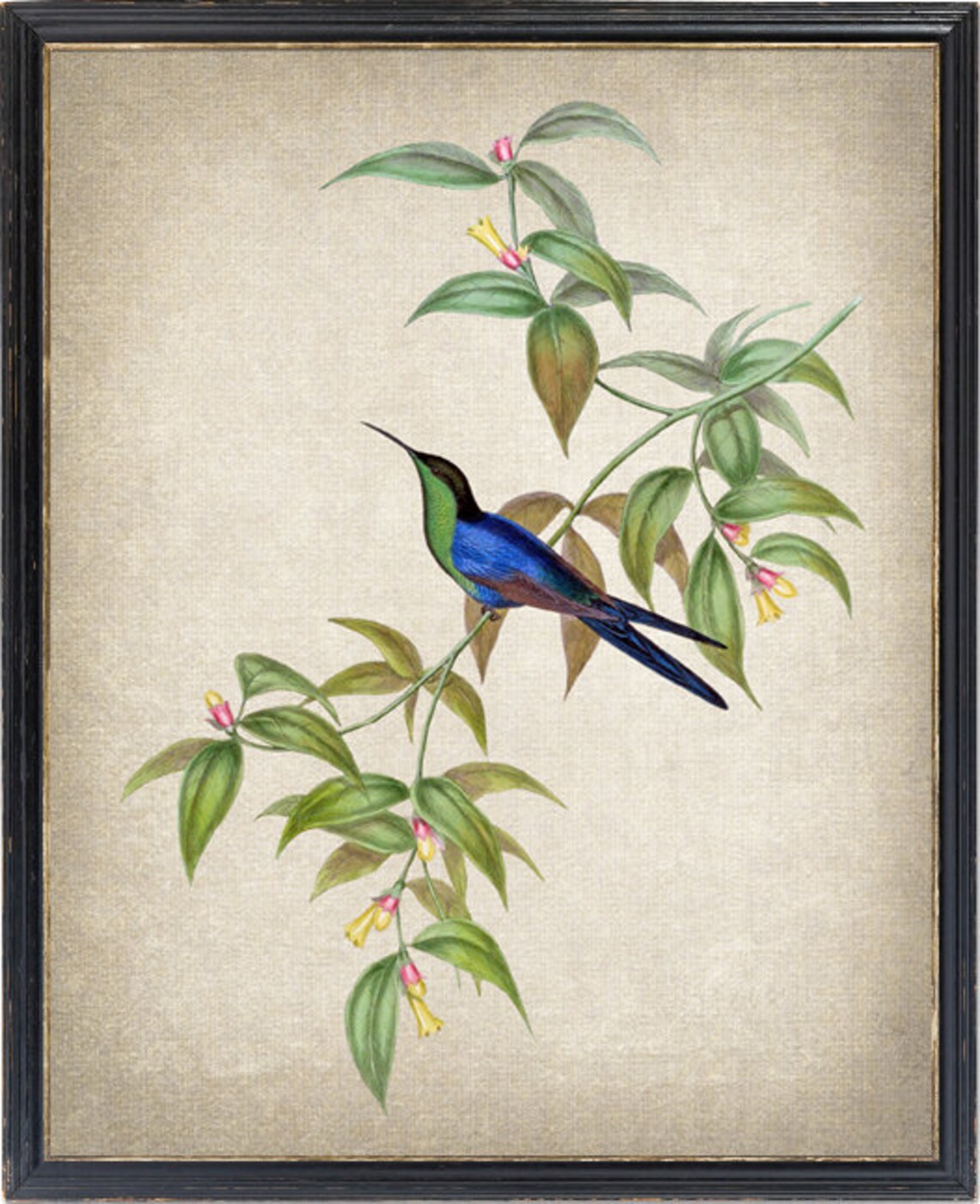 Watertons Wood Nymph Hummingbird Vintage Art Print
