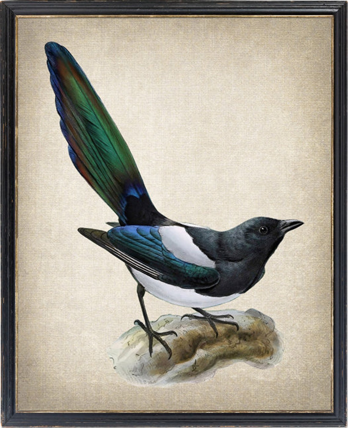 Common Magpie on Stone Perch Vintage Natural History Bird Poster