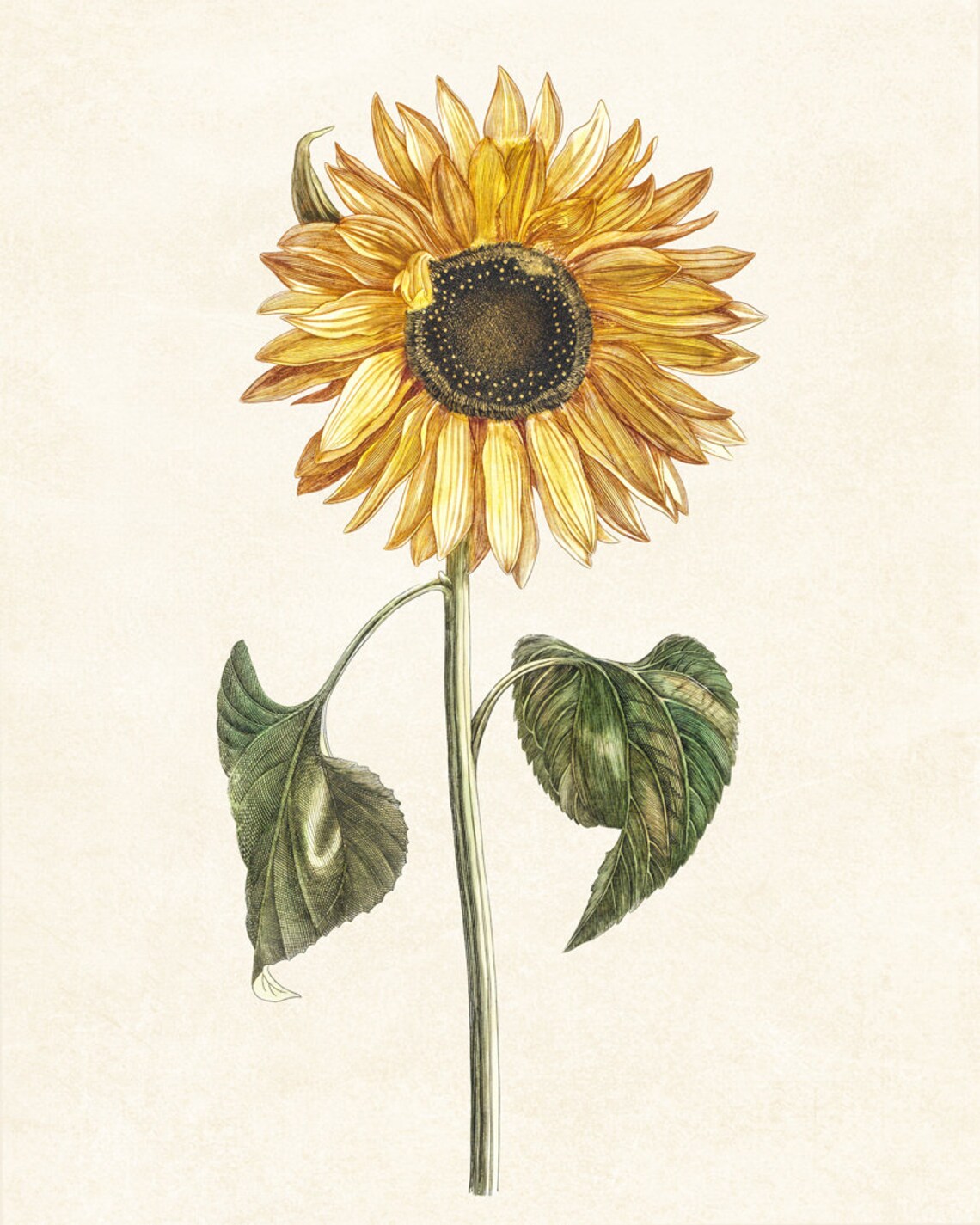 Vintage Sunflower Art Print, Autumn Botanical Illustration - Image 3