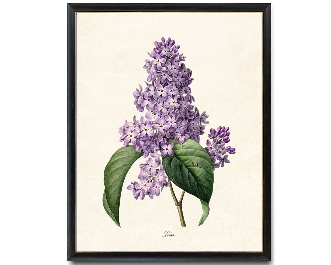 Purple Lilac Lilas Vintage Botanical Flower Illustration Poster - Image 4