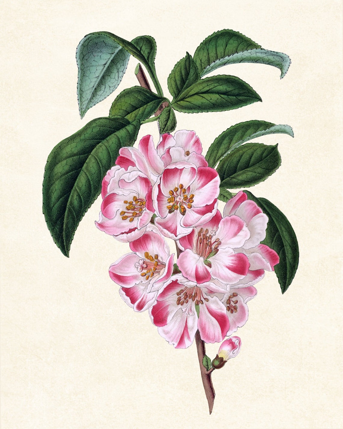 Pink Apple Blossom Branch Vintage Botanical Illustration Poster - Image 3