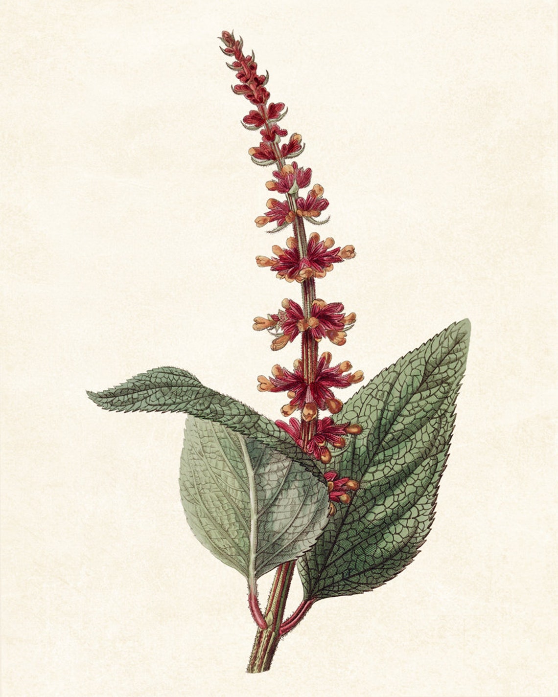 Red Velvet Salvia Spike Vintage Botanical Plant Illustration Poster - Image 3