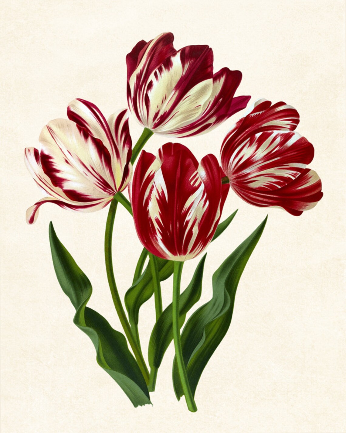 Spring Flowers Vintage Tulip Botanical Art Print - Image 3