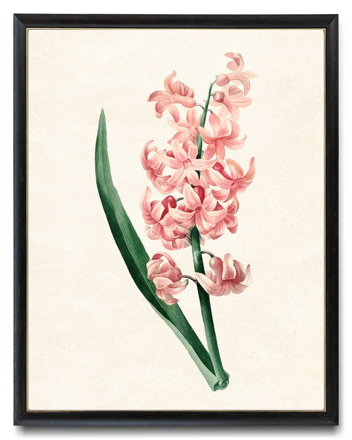 Pink Hyacinth Spike Antique Botanical Illustration Flower Poster