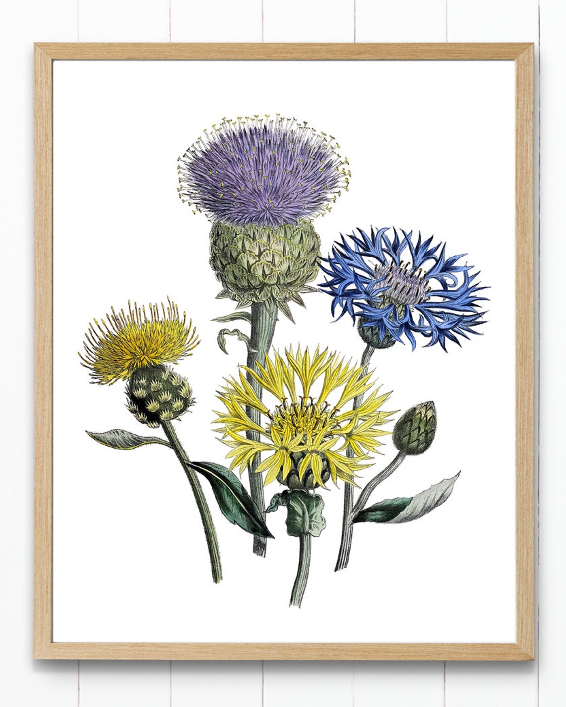 Meadow Centaurea Cornflowers Classic Vintage Botanical Poster - Image 4