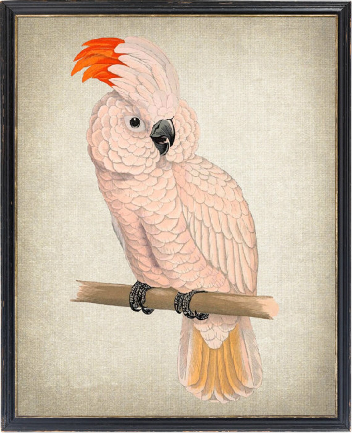Salmon Crested Cockatoo Vintage Illustration Art Print