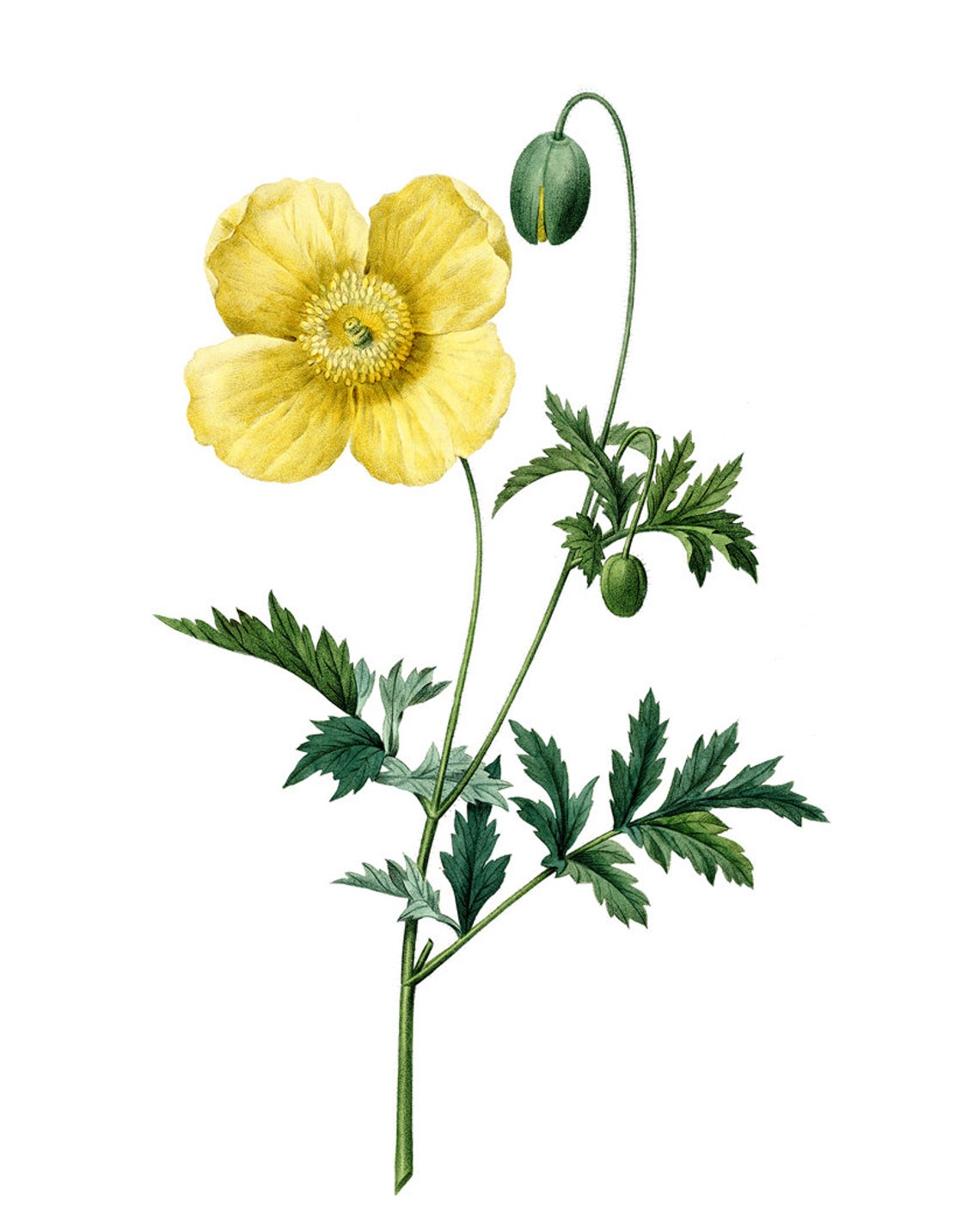 Yellow Welsh Poppy Bloom Antique Botanical Illustration Poster - Image 2