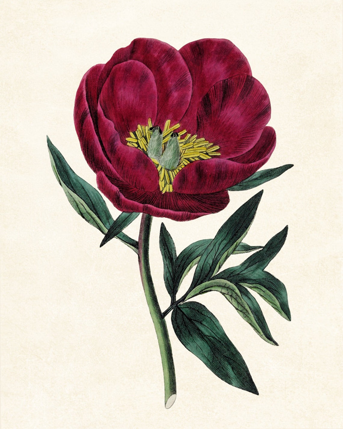 Crimson Peony Bloom Vintage Botanical Illustration Art Poster - Image 3