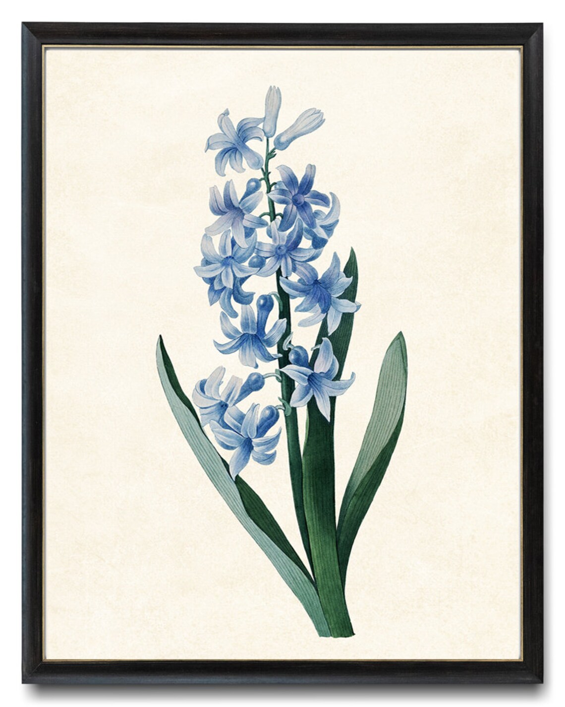 Blue Hyacinth Vintage Botanical Art Print