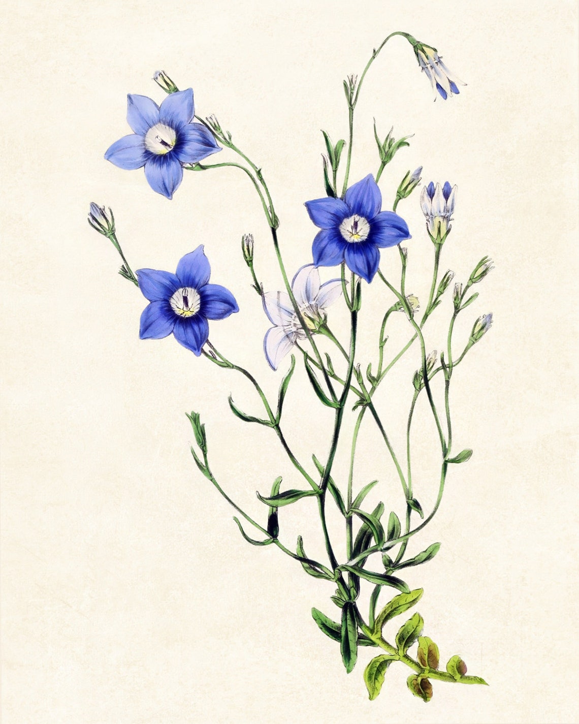 Vintage Blue Star Blossom Wildflower Botanical Illustration Poster - Image 3