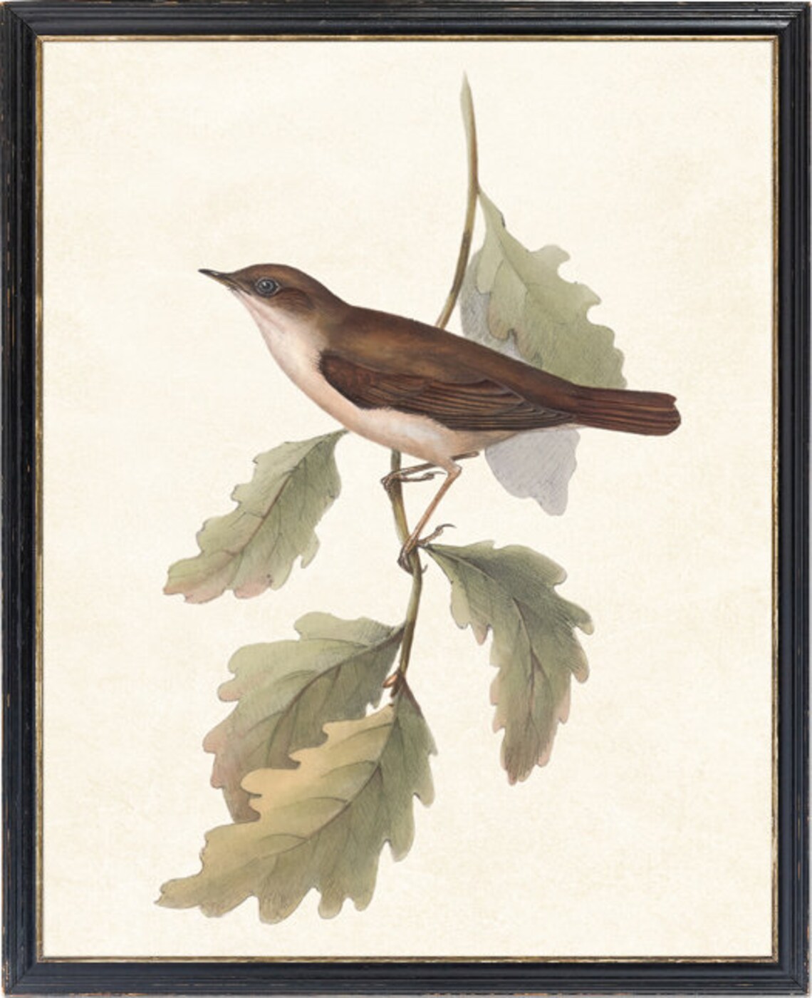 Nightingale Bird Vintage Illustration Art Print - Image 4