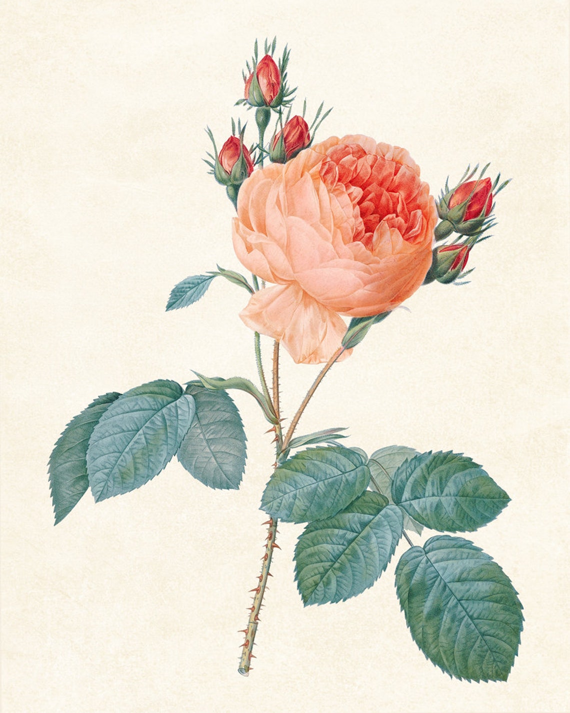 Peach Garden Rose Antique Redoute Style Botanical Study Poster - Image 3