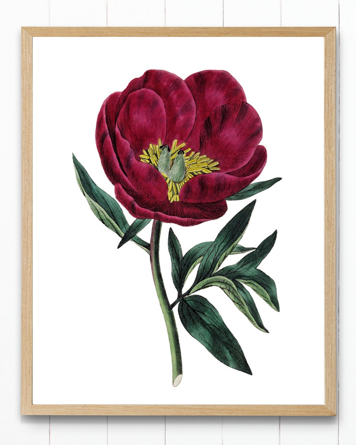 Crimson Peony Bloom Vintage Botanical Illustration Art Poster - Image 4
