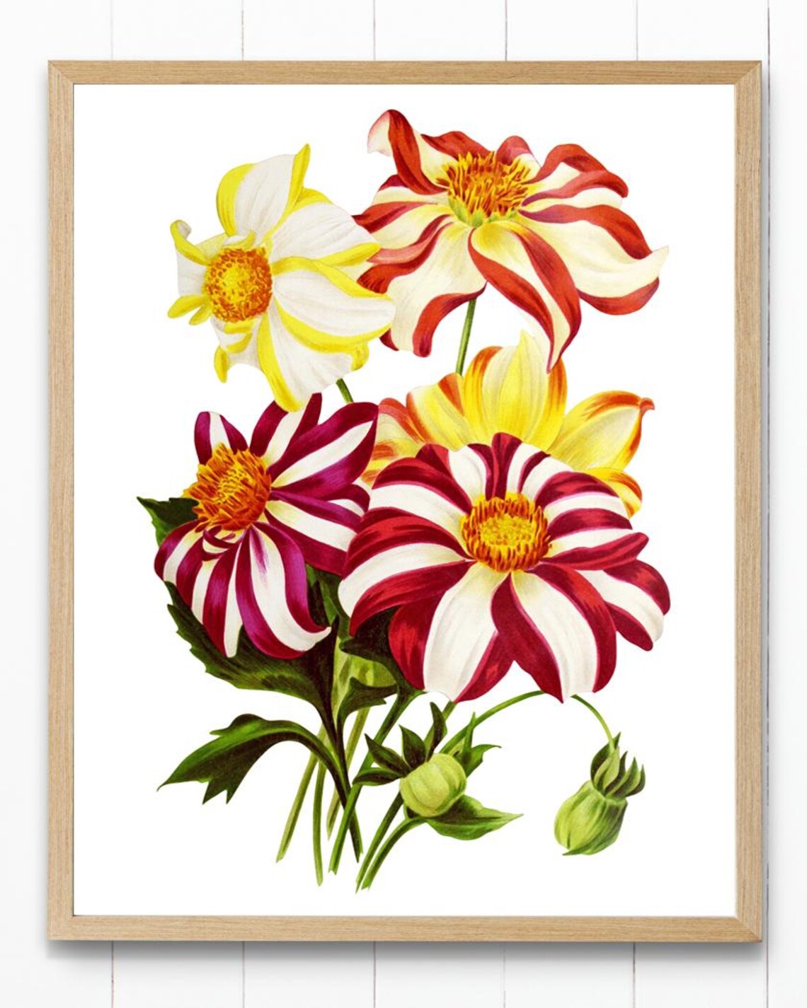 Parisien Dahlia Striped Red White Blooms Vintage Floral Art Poster - Image 4