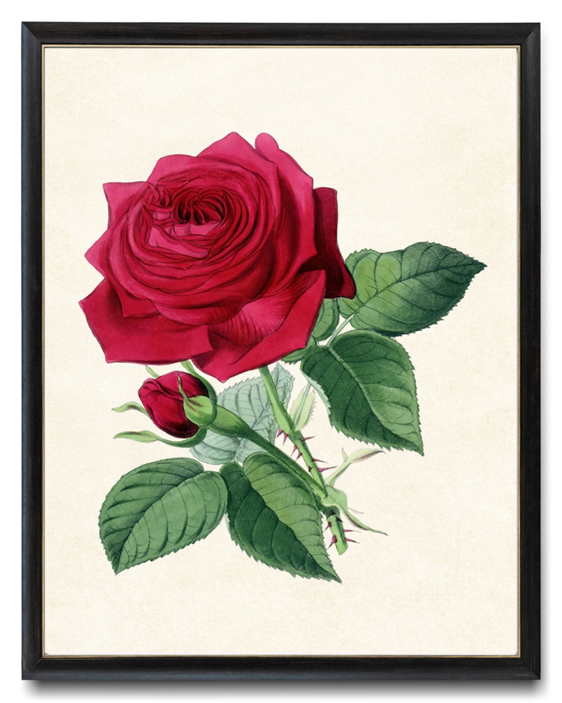 Deep Red Rose Bloom Grand Antique Botanical Illustration Study Poster