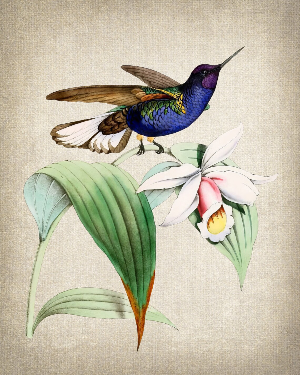 Vintage Hummingbird Orchid Botanical Art Natural History Poster - Image 2