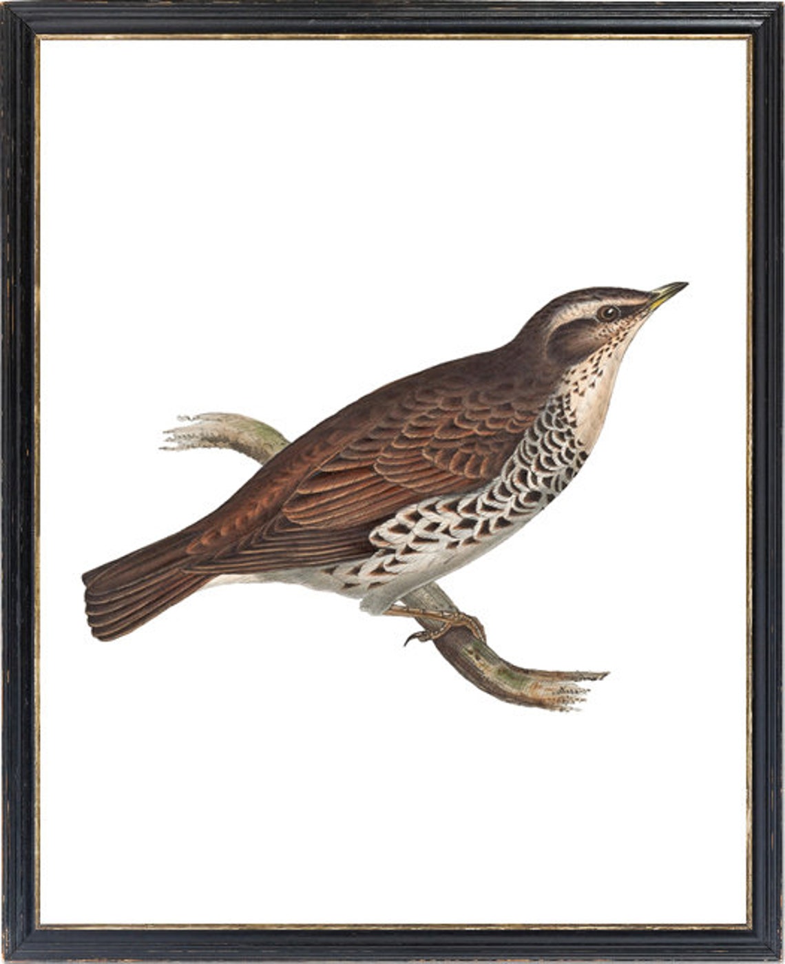 Naumanns Thrush On Branch Antique Natural History Vintage Bird Poster - Image 3