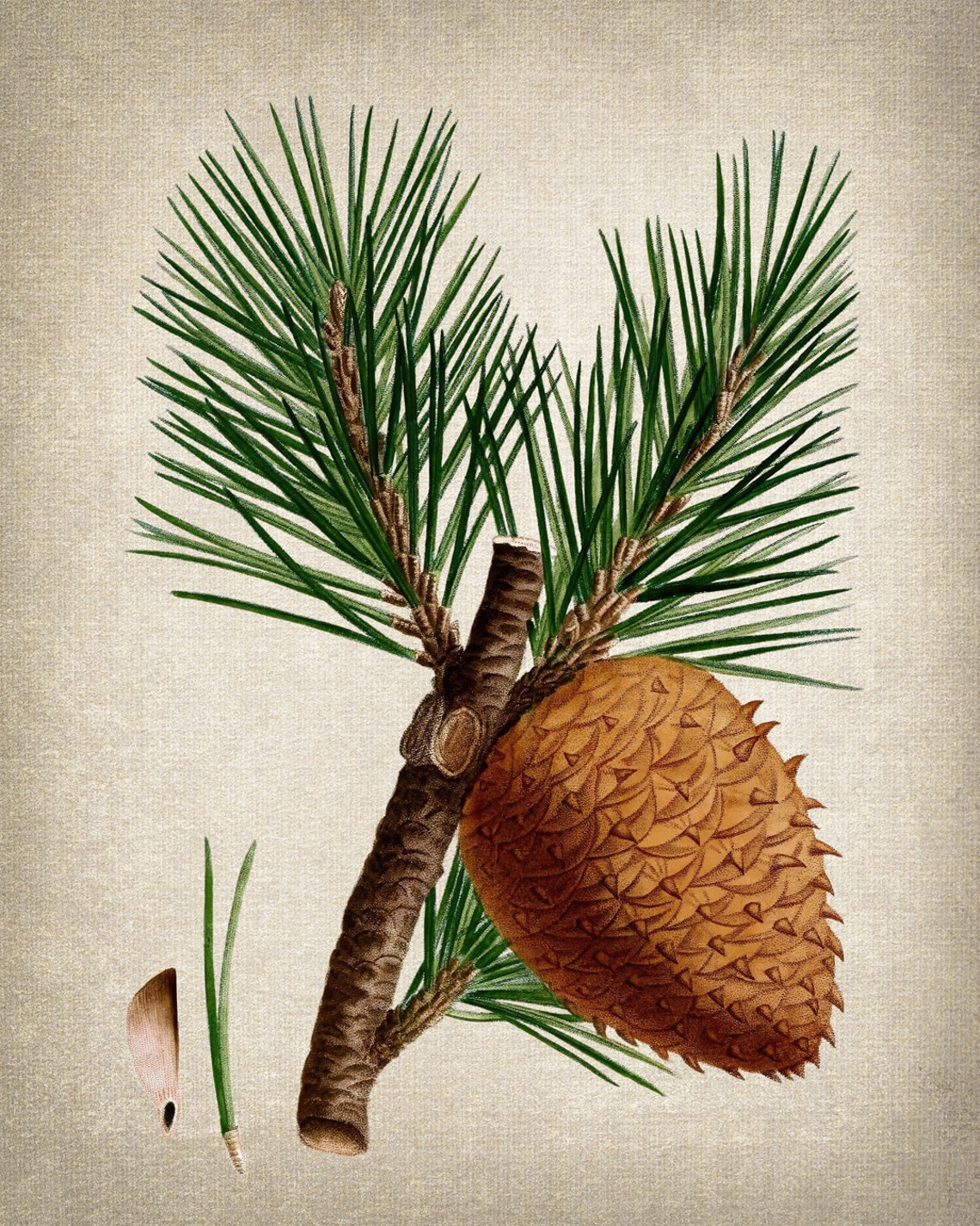 Table Mountain Pine Botanical Study Cone Needles Vintage Art Poster - Image 2