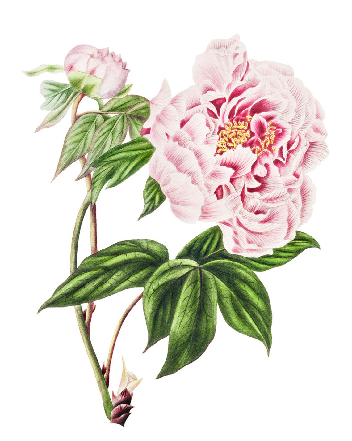 Pink Tree Peony Bloom Vintage Botanical Illustration Art Poster - Image 2