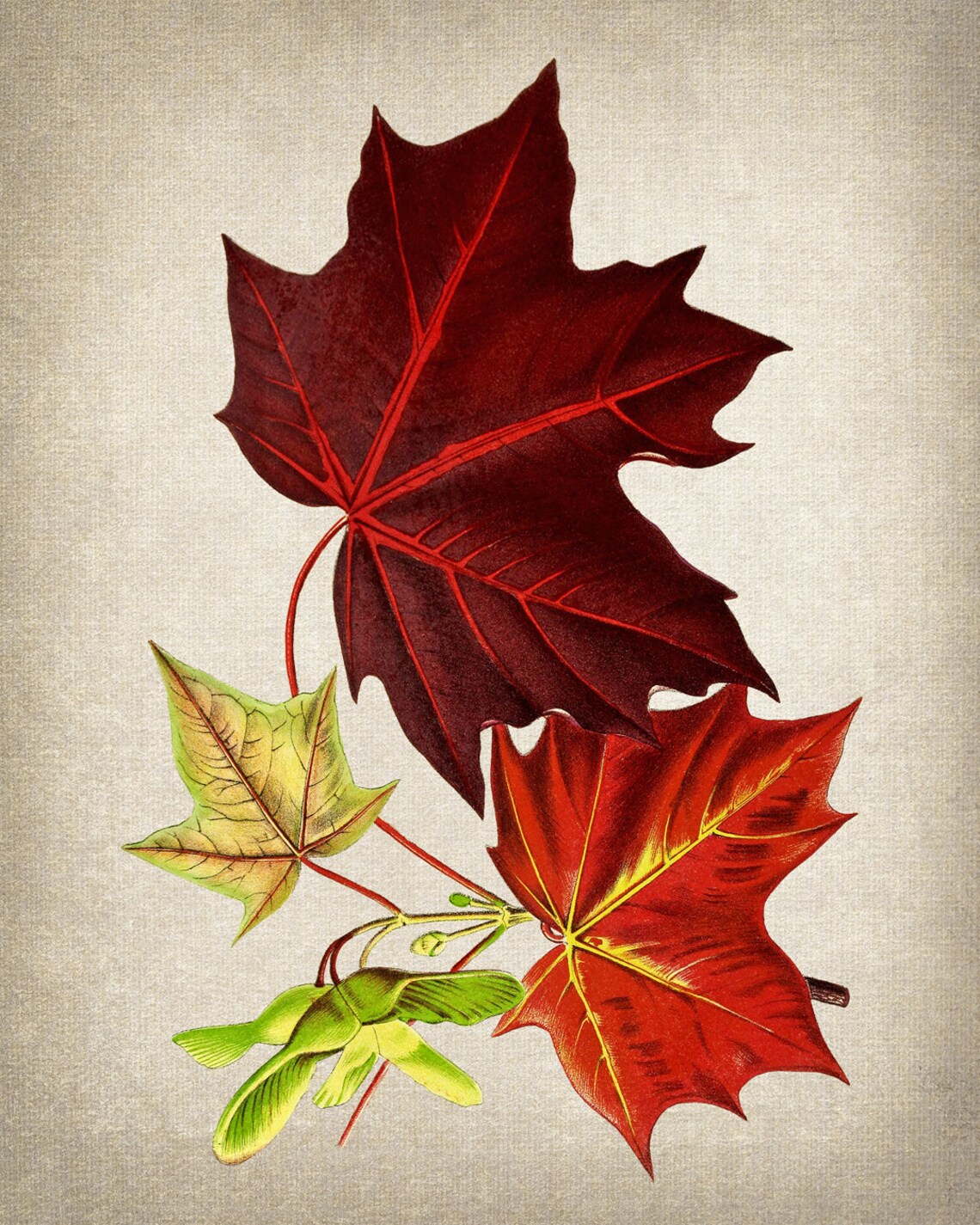 Red Maple Tree Leaves Vintage Illustration Art Print - Image 2