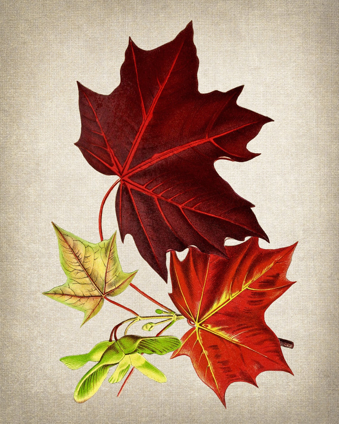 Vintage Red Maple Autumn Leaves Fall Foliage Botanical Poster - Image 2