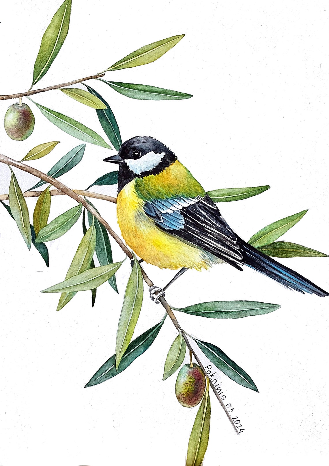 Great Tit Yellow Breast Perched Olive Branch Watercolor Poster