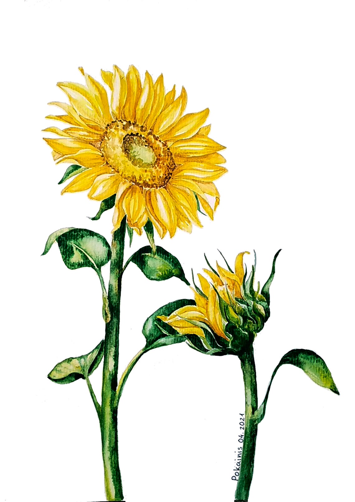 Two Sunflowers Watercolor Open Bloom and Bud Summer Floral Poster