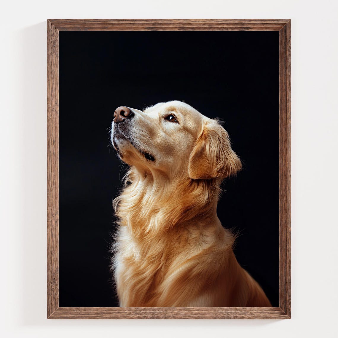 Golden Retriever Dog Portrait Against a Black Background Poster - Image 2