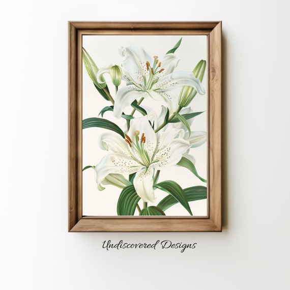 Lily Botanical Art Print Vintage Floral Wall
