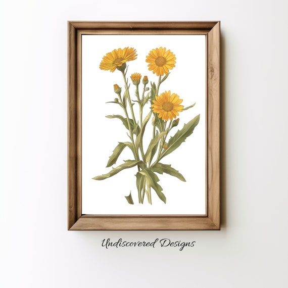 Vintage Calendula Botanical Print Elegant Floral Wall Art