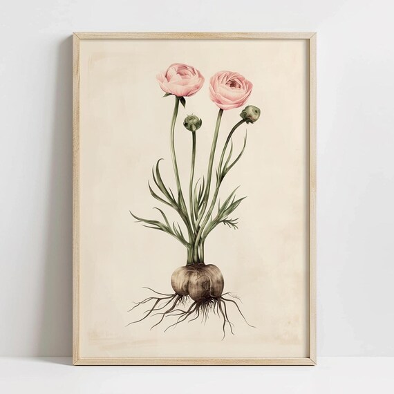 Pink Ranunculus Botanical Illustration Vintage Flower Bulb Wall Art