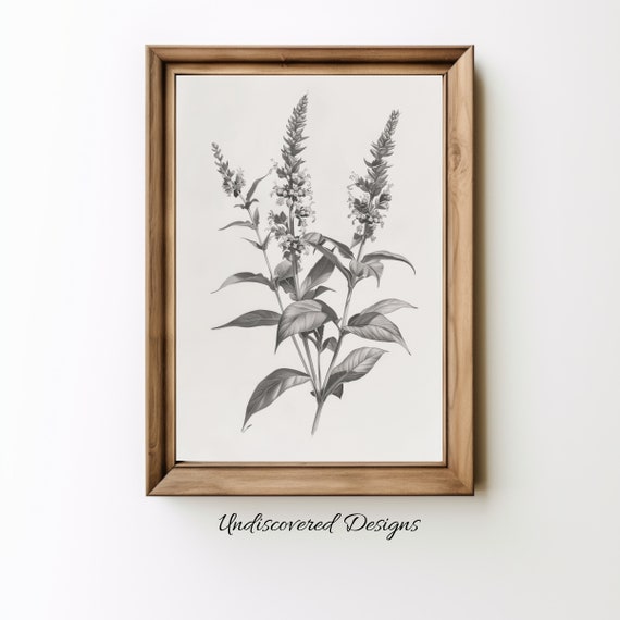 Goldenrod Botanical Sketch Art Print Vintage Pencil Drawing