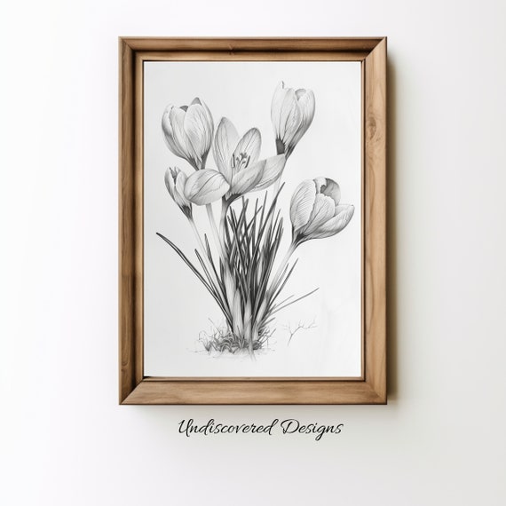 Crocus Botanical Sketch Art Print Vintage Pencil Drawing