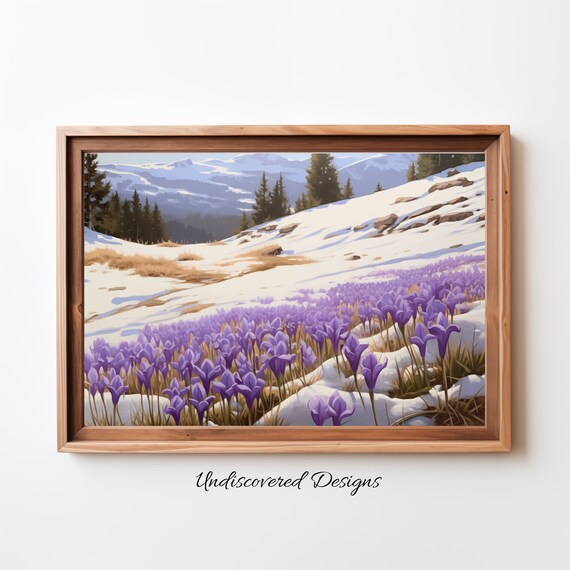 Purple Crocus Flowers Blooming In Snowy Mountain Meadow Art Print