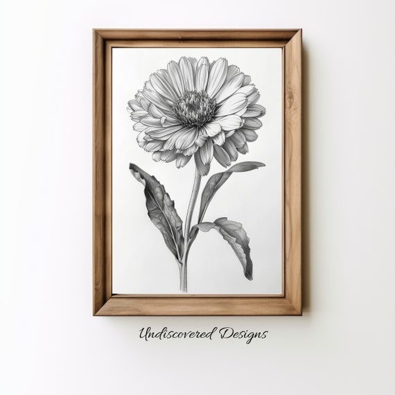 Calendula Botanical Sketch Art Printout Wall Vintage Prints Print Pencil Drawing