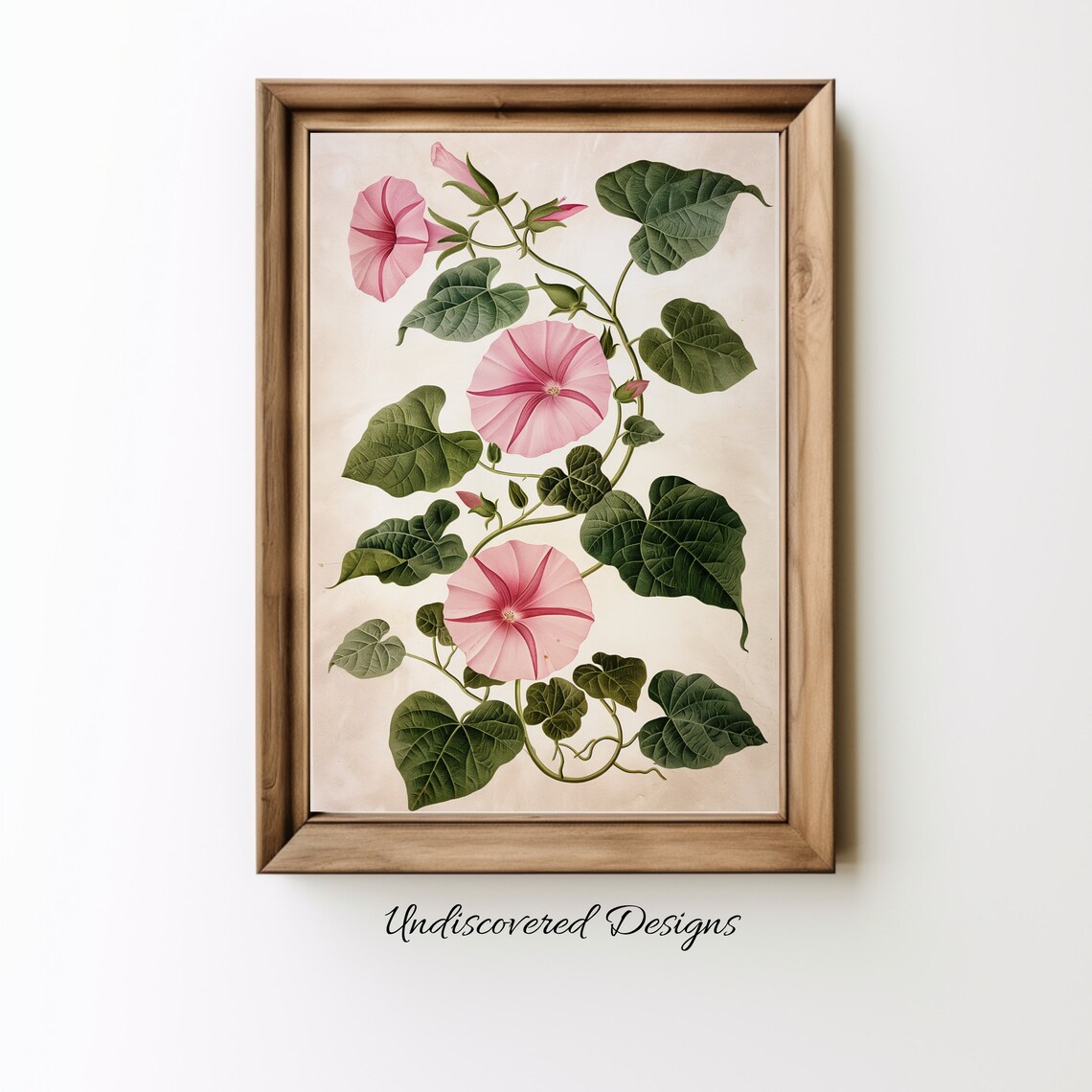 Vintage Pink Morning Glory Botanical Illustration Vine Flower Wall Art