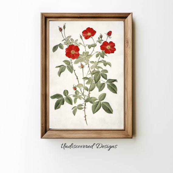 Vintage Red Rose Botanical Print Elegant Floral Wall Art