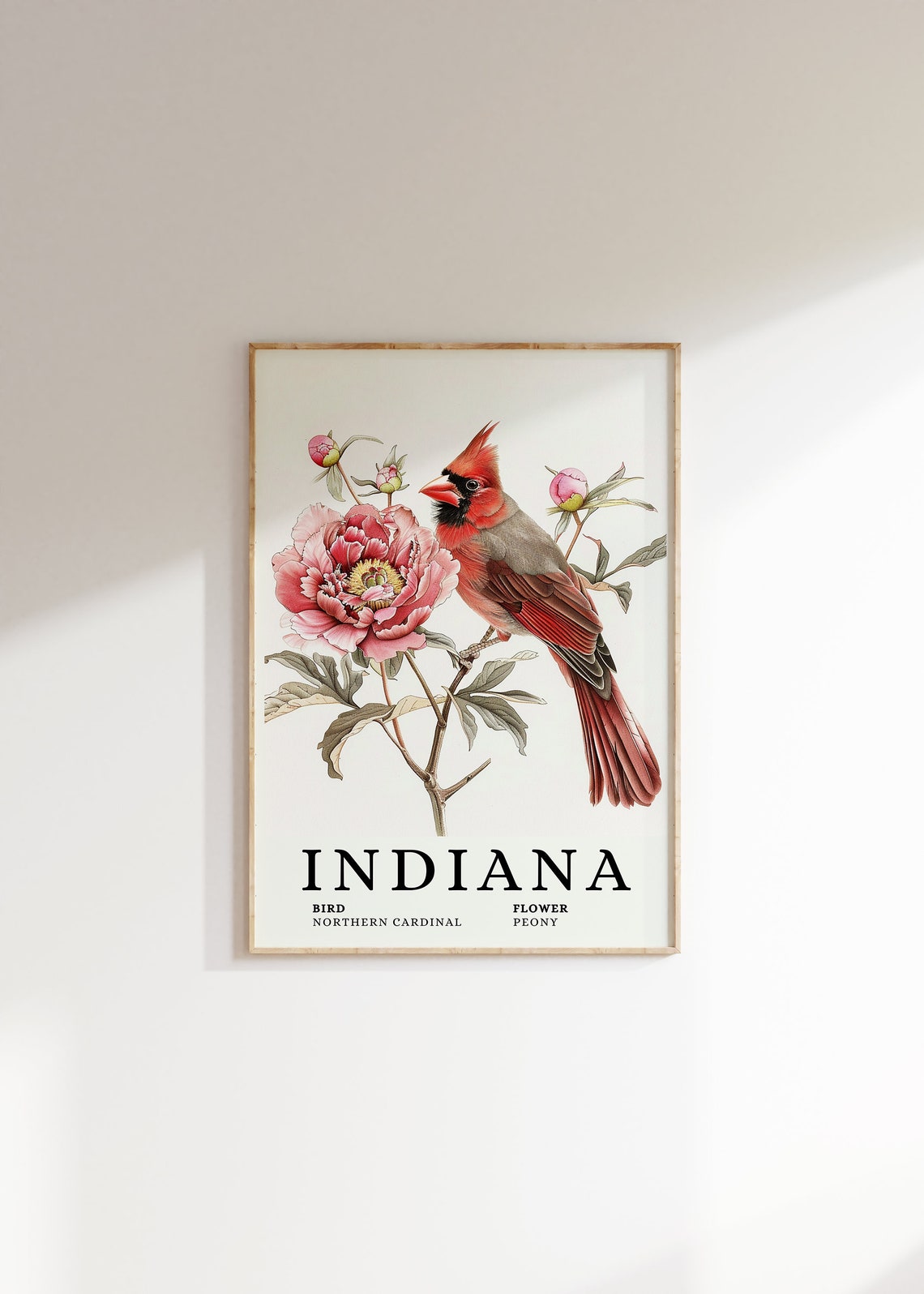 Indiana Northern Cardinal With Pink Peony Botanical Art Print