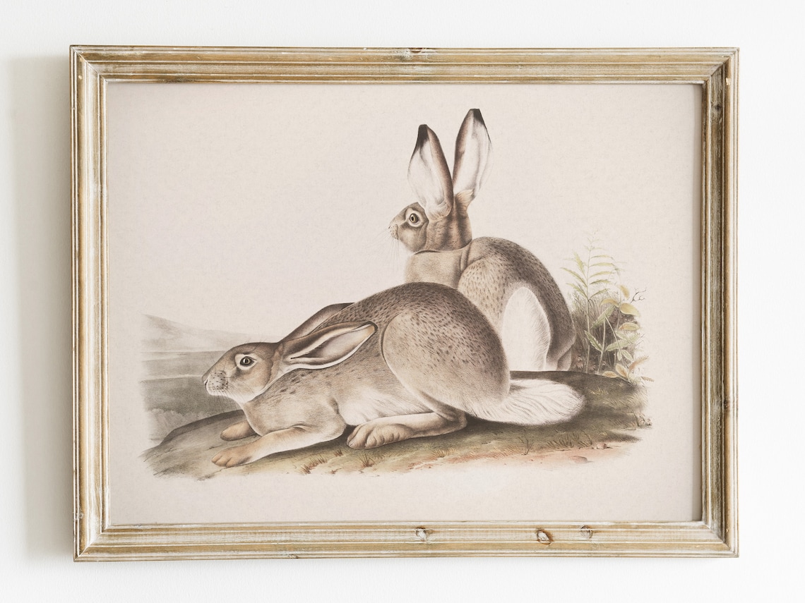 Vintage Jackrabbit Hares Natural History Antique Animal Illustration Art Print