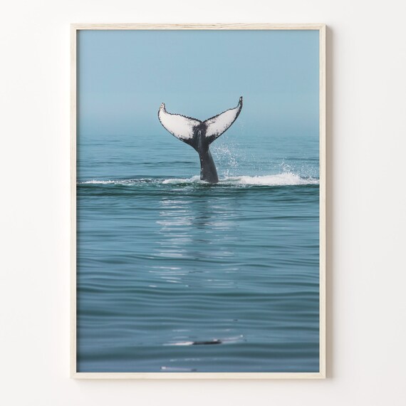 Whale Colorful Poster Print Whale Photo Wall Art Wall Art Boho Decor Colorful Wall Art Photography Poster Print C18 32