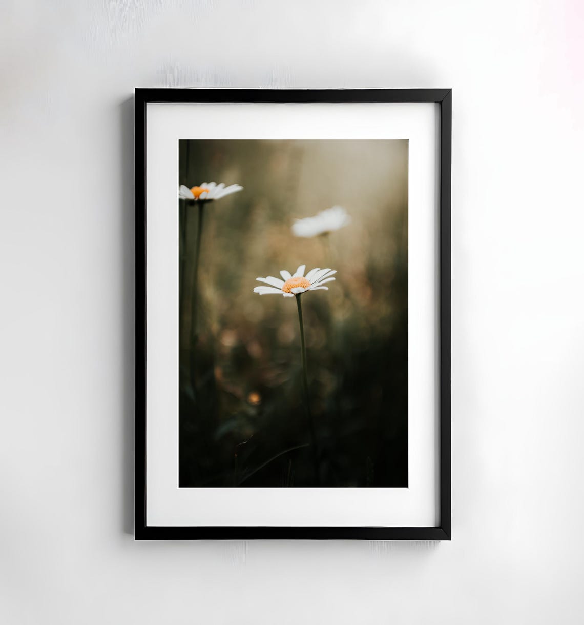 Wild Daisies Glowing in Golden Meadow Light Macro Photo Poster