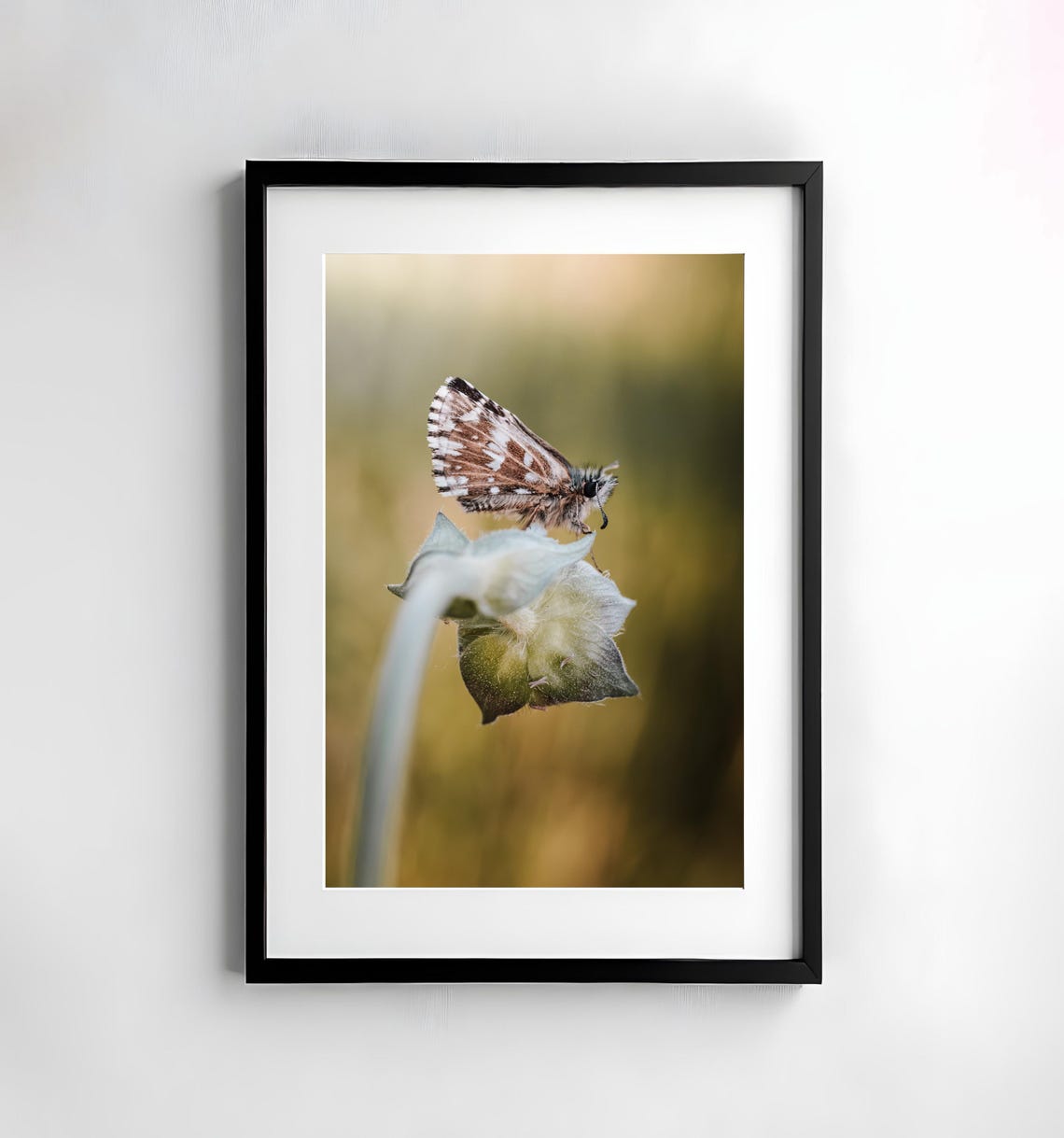 Checkered Skipper Butterfly Resting Seed Head Golden Meadow Poster