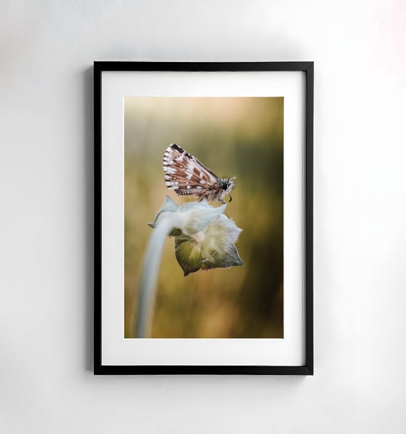 Butterfly Photography Nature Wall Art Poster Fine Art Print Macro Nature Photography Decor Art Wall Design Insects