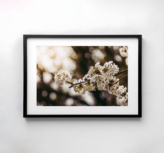 Cherry Blossoms Photography Nature Wall Art Poster Fine Art Print Macro Nature Photography Decor Art Wall Design Blossoms